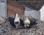 Capi_Dubne_20260702_070503.jpg