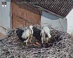 Capi_Dubne_20260702_073004.jpg