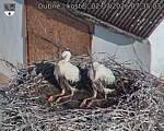 Capi_Dubne_20260702_073503.jpg