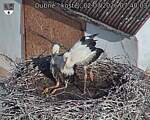 Capi_Dubne_20260702_074003.jpg