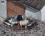 Capi_Dubne_20260702_074503.jpg