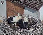 Capi_Dubne_20260702_075003.jpg