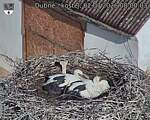 Capi_Dubne_20260702_080003.jpg