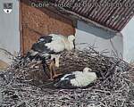 Capi_Dubne_20260702_080503.jpg