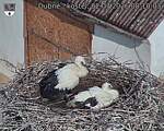 Capi_Dubne_20260702_081003.jpg