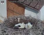 Capi_Dubne_20260702_085003.jpg