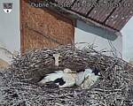 Capi_Dubne_20260702_085504.jpg