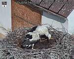 Capi_Dubne_20260702_090503.jpg