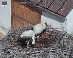 Capi_Dubne_20260702_091003.jpg