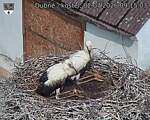 Capi_Dubne_20260702_091503.jpg