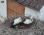 Capi_Dubne_20260702_092003.jpg