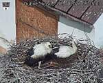 Capi_Dubne_20260702_092503.jpg