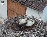 Capi_Dubne_20260702_093003.jpg
