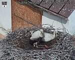 Capi_Dubne_20260702_093503.jpg