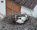 Capi_Dubne_20260702_095003.jpg