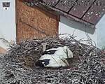 Capi_Dubne_20260702_101003.jpg