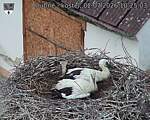 Capi_Dubne_20260702_102503.jpg