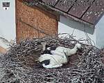 Capi_Dubne_20260702_103004.jpg
