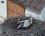 Capi_Dubne_20260702_103504.jpg