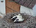 Capi_Dubne_20260702_105503.jpg
