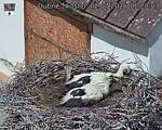 Capi_Dubne_20260702_112003.jpg