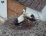 Capi_Dubne_20260702_112503.jpg