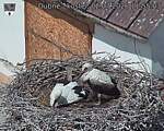 Capi_Dubne_20260702_115503.jpg