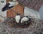 Capi_Dubne_20260702_120003.jpg