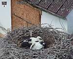 Capi_Dubne_20260702_121003.jpg