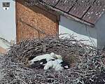 Capi_Dubne_20260702_122003.jpg