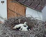 Capi_Dubne_20260702_123503.jpg