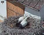 Capi_Dubne_20260702_125003.jpg