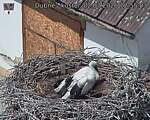 Capi_Dubne_20260702_125503.jpg