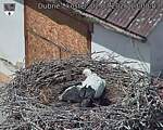 Capi_Dubne_20260702_130003.jpg