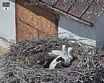 Capi_Dubne_20260702_130503.jpg