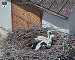 Capi_Dubne_20260702_131003.jpg