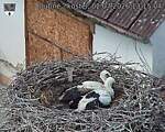 Capi_Dubne_20260702_131504.jpg