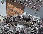 Capi_Dubne_20260702_133003.jpg