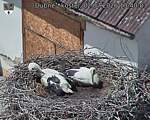 Capi_Dubne_20260702_134003.jpg