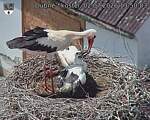 Capi_Dubne_20260702_135003.jpg