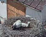 Capi_Dubne_20260702_140003.jpg