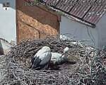Capi_Dubne_20260702_140503.jpg