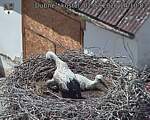 Capi_Dubne_20260702_141003.jpg