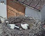 Capi_Dubne_20260702_142003.jpg