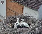 Capi_Dubne_20260702_163005.jpg