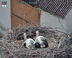 Capi_Dubne_20260702_165003.jpg