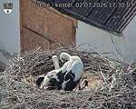 Capi_Dubne_20260702_173003.jpg