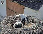 Capi_Dubne_20260702_173503.jpg