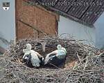 Capi_Dubne_20260702_190505.jpg