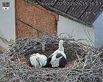 Capi_Dubne_20260702_193003.jpg